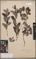 Foto von Salix cinerea L.
